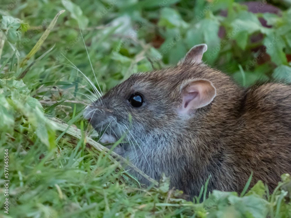 Close-up of common rat (Rattus norvegicus) with dark grey and brown fur in green grass surrounded in sunlight Close-up of common rat (Rattus norvegicus) with dark grey and brown fur in green grass surrounded in sunlight