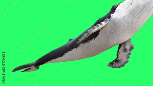 Animation whale isolate on green screen. photo