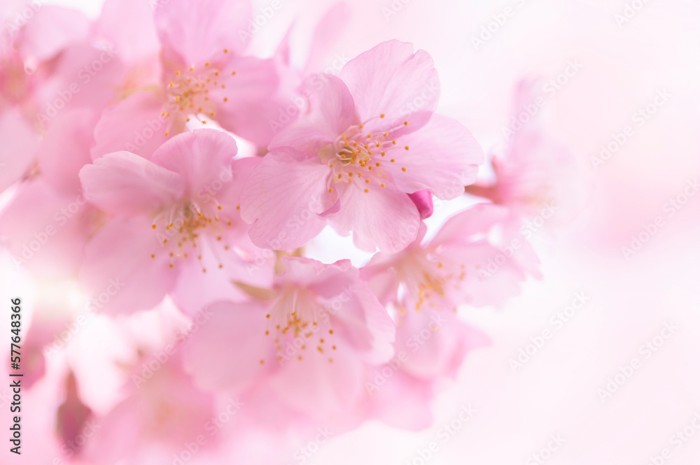 桜　満開　