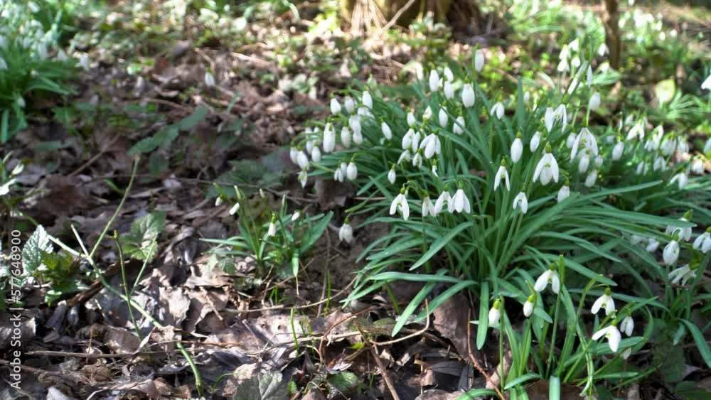 Wild Snowdrops (Galanthus nivalis) in the forest. Early Springtime Wild Snowdrops (Galanthus nivalis) in the forest. Early Springtime