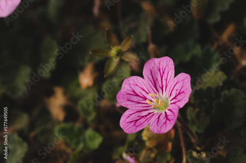 pink flower with bare flower in background