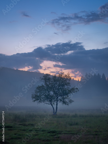 Misty mysterious landscape with solitary tree at sunrise. The landscape of the Šumava National Park.