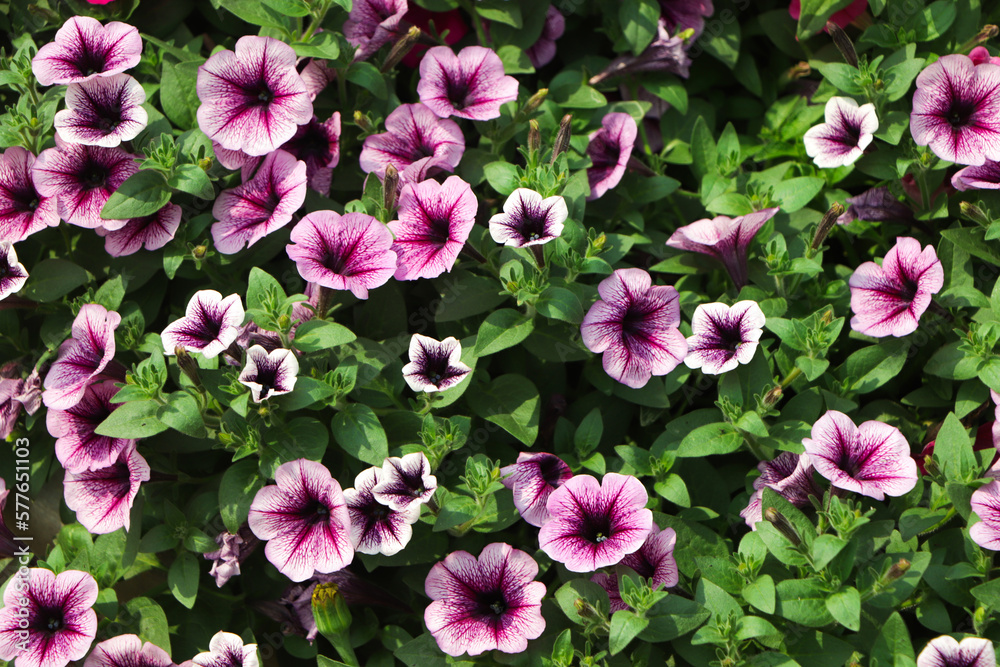 flower arrangement of purple petunias with dark veins and white calibrachoa in the garden flower arrangement of purple petunias with dark veins and white calibrachoa in the garden
