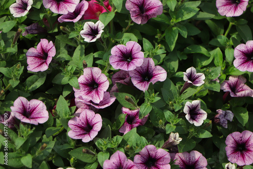 Petunia ,Petunias in the tray,Petunia in the pot, purple petunia