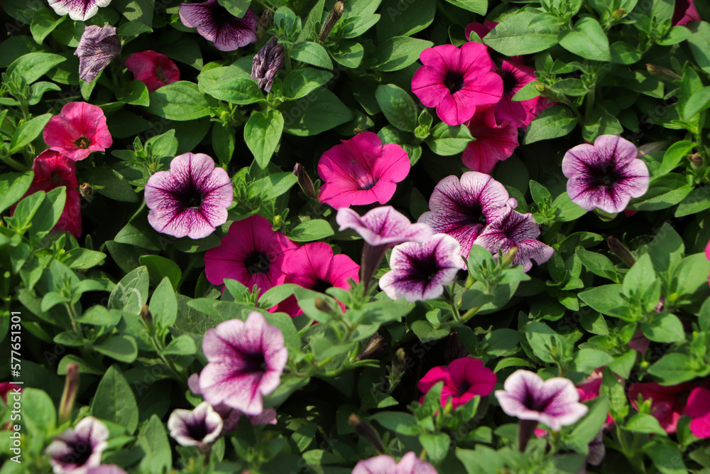 purple petunia flowers in the garden in Spring time. Shallow depth of field purple petunia flowers in the garden in Spring time. Shallow depth of field