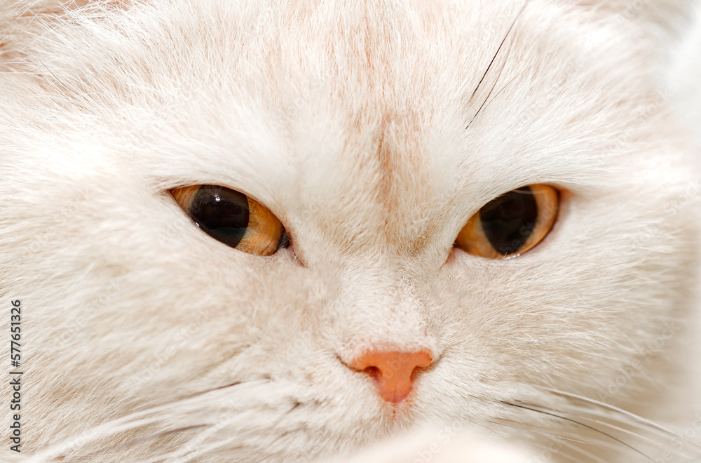 Cat white muzzle close-up with mustache and pink nose, selective focus Cat white muzzle close-up with mustache and pink nose, selective focus