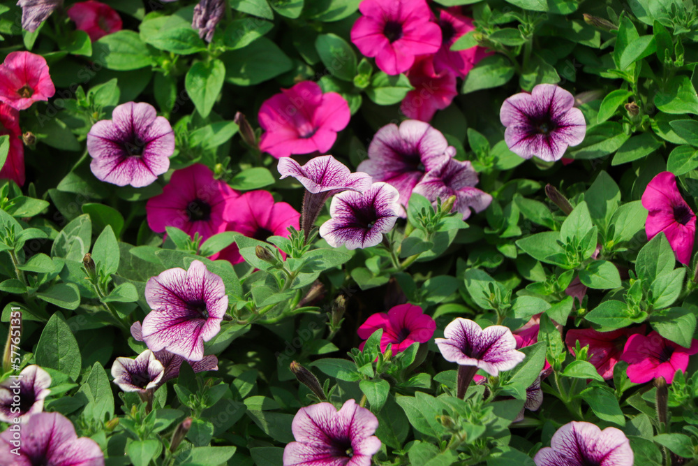 purple petunia flowers in the garden in Spring time. Shallow depth of field purple petunia flowers in the garden in Spring time. Shallow depth of field
