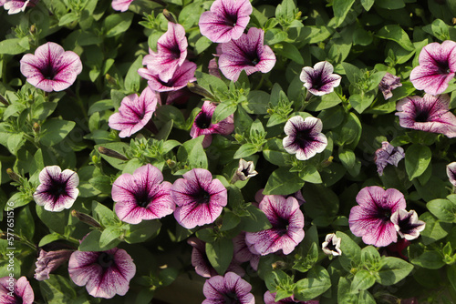 purple petunia flowers in the garden in Spring time. Shallow depth of field