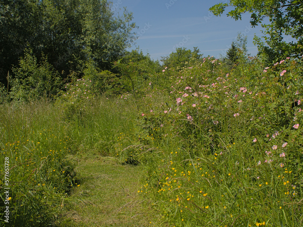 Field with lush green bushes and trees with pink and yellow flowers on a sunny spring day. Bourgoyen nature reserve, Ghent, Flanders, Belgum Field with lush green bushes and trees with pink and yellow flowers on a sunny spring day. Bourgoyen nature reserve, Ghent, Flanders, Belgum