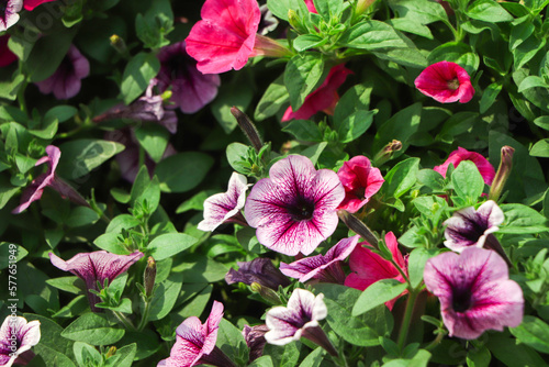 Petunia ,Petunias in the tray,Petunia in the pot, purple petunia