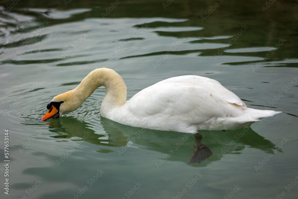 Obraz premium Cigno nel Laghetto