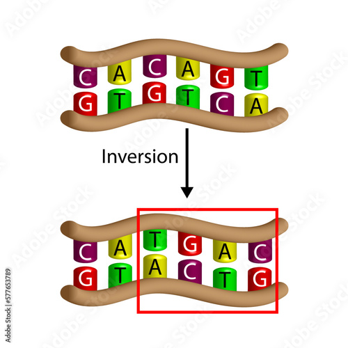 Inversion mutation, section of DNA Genomics breaks away from a chromosome and then reattaches to the chromosome in reversed order Scientific design, Vector illustration.