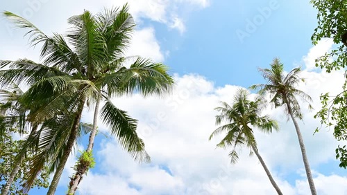 Wallpaper Mural View of Coconut tree at the tropical island with blue sky. Exotic nature concept. Torontodigital.ca