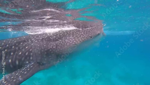 beautiful whale shark is swimming in the blue sea - Philippines