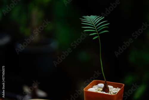 A tall, slender tree with long, thin leaves arranged in a herringbone shape.