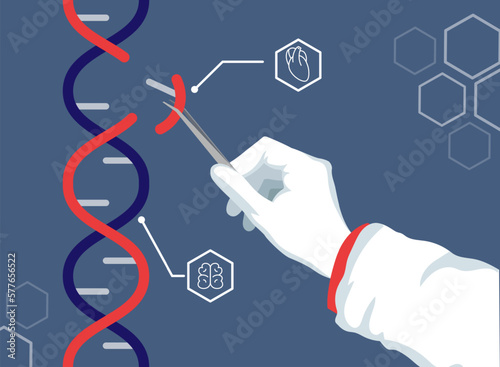 DNA genome. Genetics modification engineering. Baby genetically experiments. Gene editing. Doctor holds crispr in tweezers. Biotechnology science research. Vector illustration concept