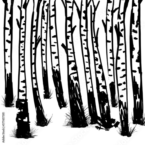 Birch trees. Vector background. Hand drawn vector illustration in sketch style. Nature template.