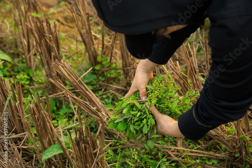 woman hand picking herb at garden