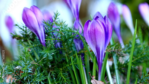 fioletowe kwiaty krokusy makro zdjęcie 