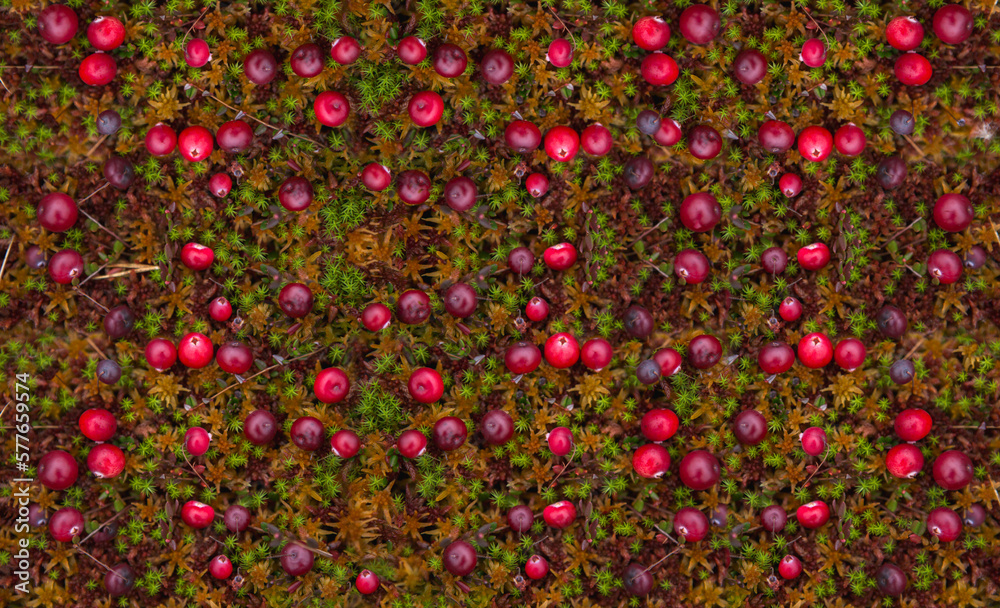 Red cranberries on moss in the forest