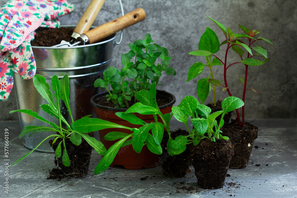 Flower seedlings, soil, gardening tools and gloves on a concrete table.