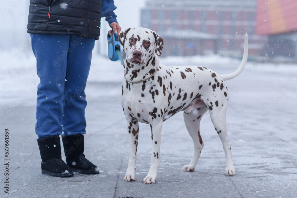 woman holding a dog on a leash. dalmatian in winter on the snow in a frozen place