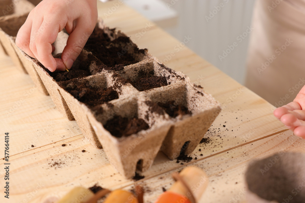 Little girl planting vegetable seeds into peat pots with soil at wooden table, closeup Little girl planting vegetable seeds into peat pots with soil at wooden table, closeup