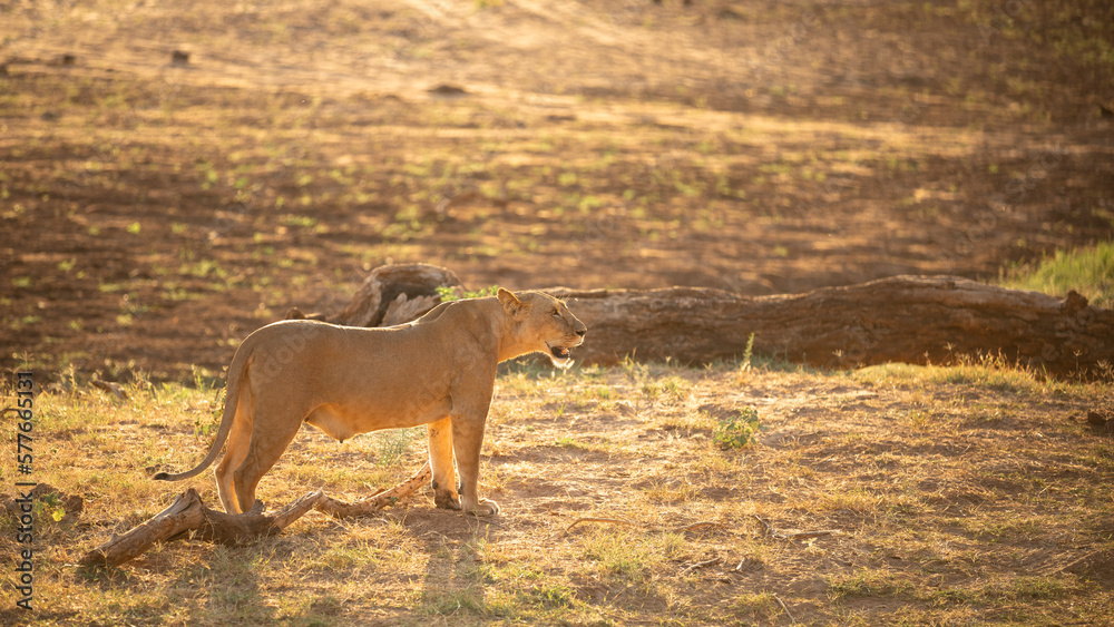 A lioness ( Panthera Leo) looking for prey, Samburu National Reserve, Kenya.