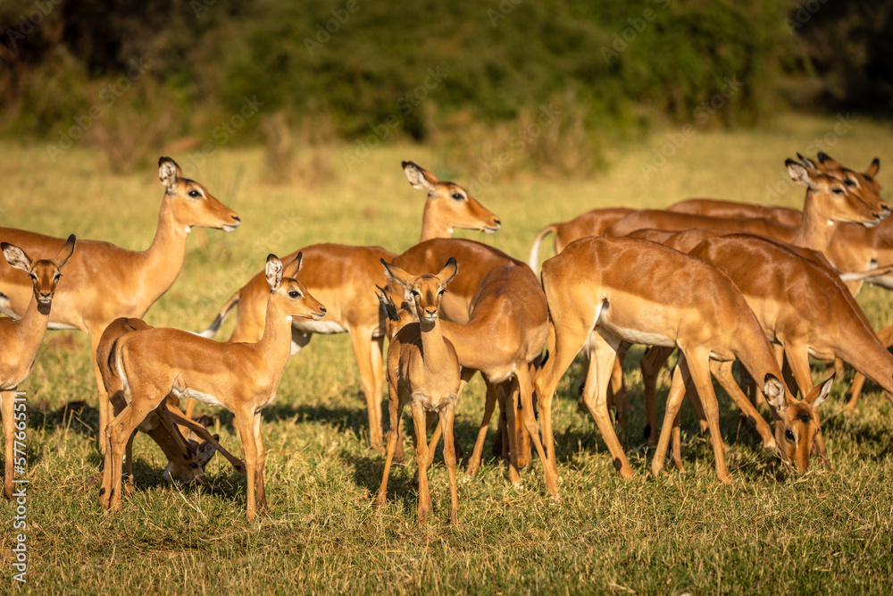 A breeding herd of impala (Aepyceros melampus),Samburu National Reserve, Kenya.