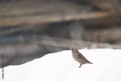 Close up photo of the sparrow it's sitting on snow and holds a seed in the beck under warm sunlight on the winter. It's funny bird. Wintertime and warm springtime atmosphere.