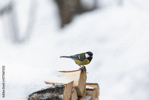 Photo of the titmouse is sitting on the firewood it's windy and snows on the winter. Wintertime atmosphere. Titmouse is looking at the camera.