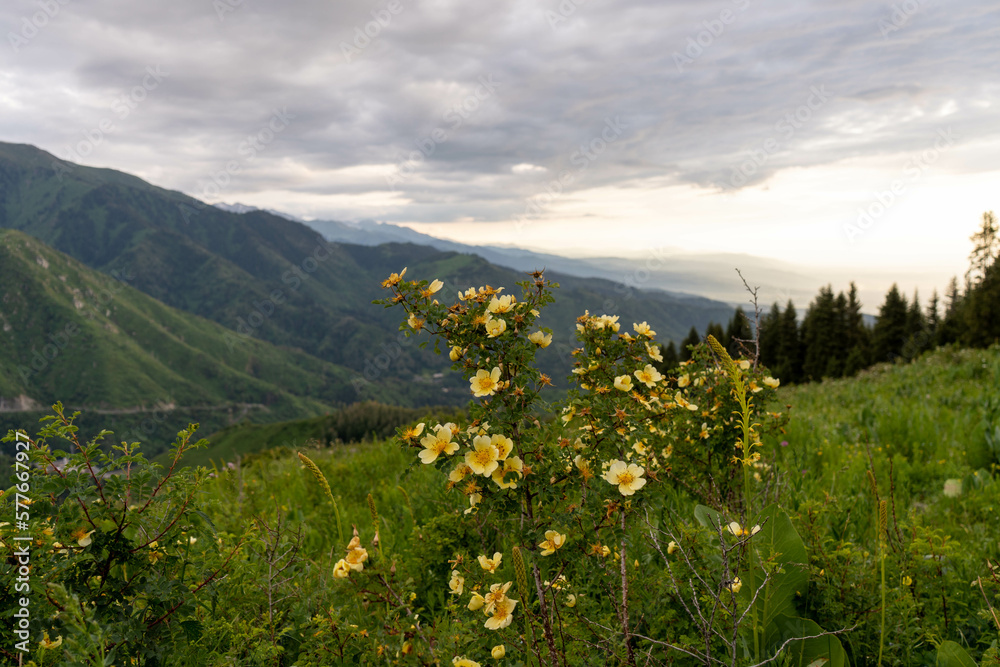 spring in the mountains