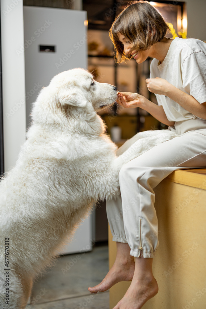 Young woman plays with her huge white dog, spending leisure time together happily on kitchen at home. Concept of friendship with pets and domestic lifestyle Young woman plays with her huge white dog, spending leisure time together happily on kitchen at home. Concept of friendship with pets and domestic lifestyle