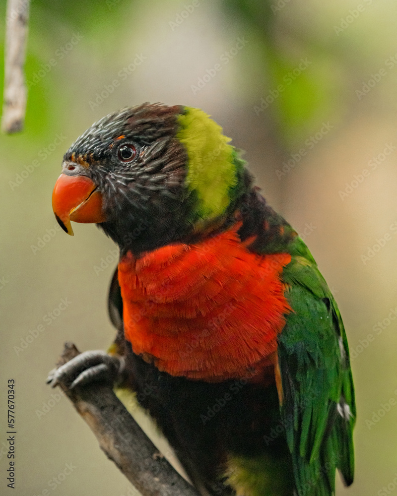 Red parrot in the rainforest of Kuala Lumpur, Malaysia.