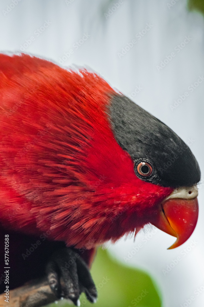 Αυτοκόλλητο Red parrot in the rainforest of Kuala Lumpur, Malaysia.