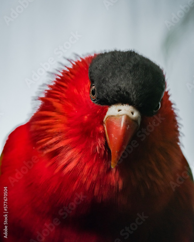 Photography Red parrot in the rainforest of Kuala Lumpur, Malaysia.