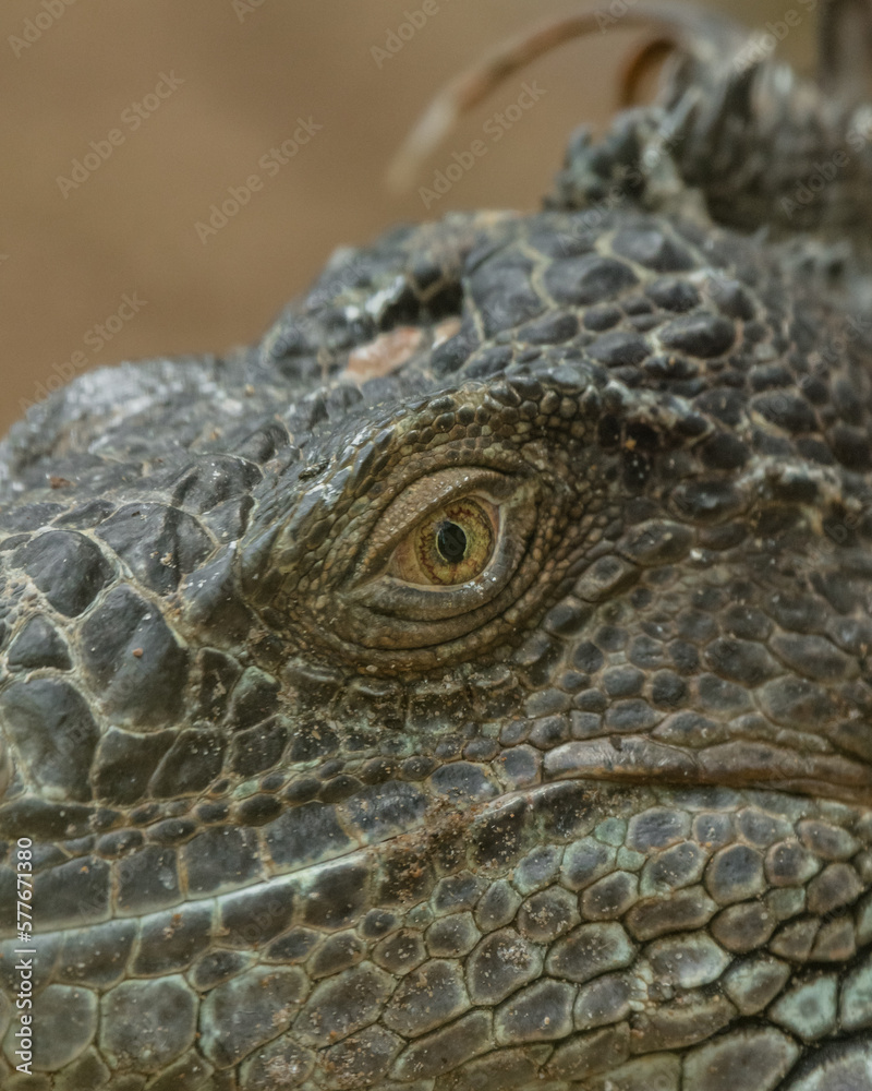 Fototapeta premium Close up of the eye of a green iguana, Galapagos Islands