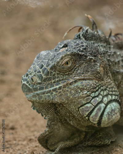 Close up of the eye of a green iguana  Galapagos Islands