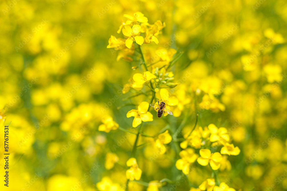 Blooming Rapeseed Field And Flying Bee in Background. Collecting Honey. Macro. Blooming Rapeseed Field And Flying Bee in Background. Collecting Honey. Macro.
