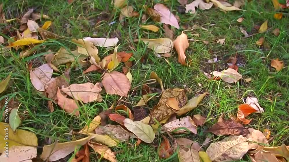 Multi-colored autumn leaves lie on the green grass on a warm autumn day in the park on video Multi-colored autumn leaves lie on the green grass on a warm autumn day in the park on video