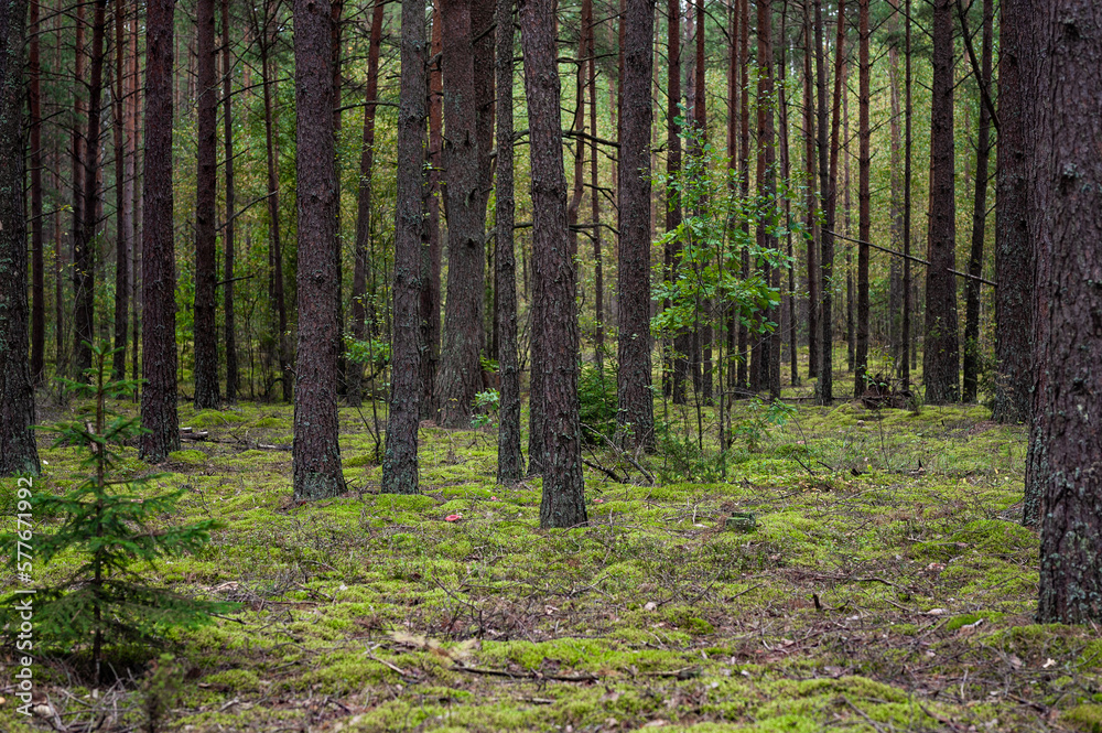 Forest with Trees and Moss in Background. Lithuania. Forest with Trees and Moss in Background. Lithuania.