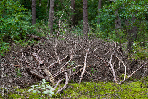 Pile of Dry Branches in the Forest. Lithuania