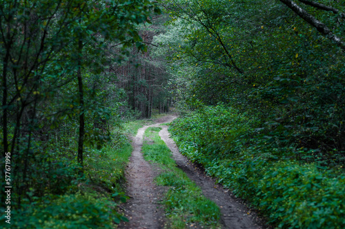 Forest with Trees and Moss in Background. Lithuania.