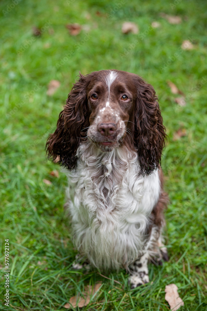 English Springer Spaniel Dog Sitting on the grass. Portrait. English Springer Spaniel Dog Sitting on the grass. Portrait.
