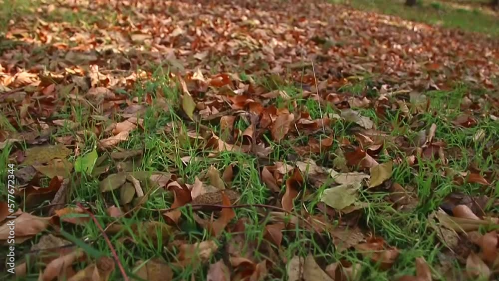 A lot of orange autumn leaves lie on the green grass on a warm autumn day in the video A lot of orange autumn leaves lie on the green grass on a warm autumn day in the video