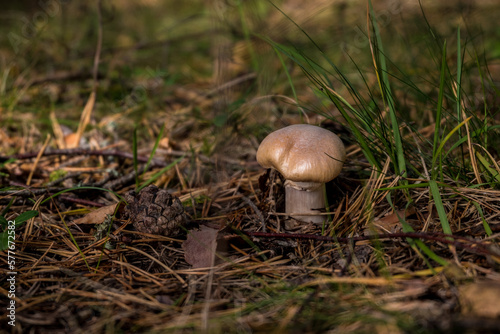 Cortinarius Caperatus, Commonly Known as the Gypsy Mushroom