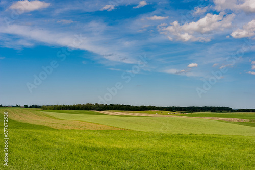 Green Wheat field and Blue Sky with Cows and Bulls in Background.