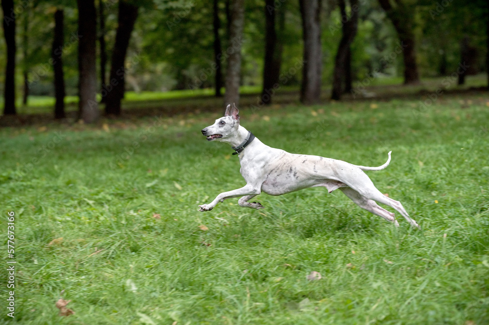 Whippet Breed Dog Running on the Grass.