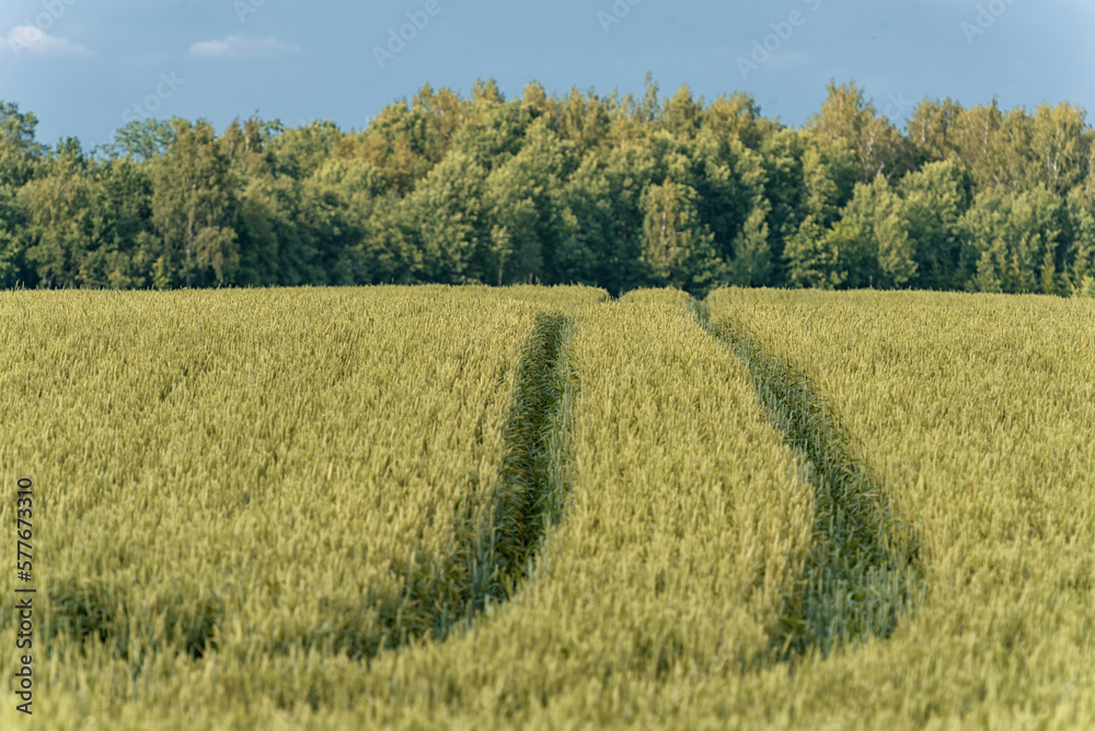 Field of Wheat in Rural Area. Lithuania.