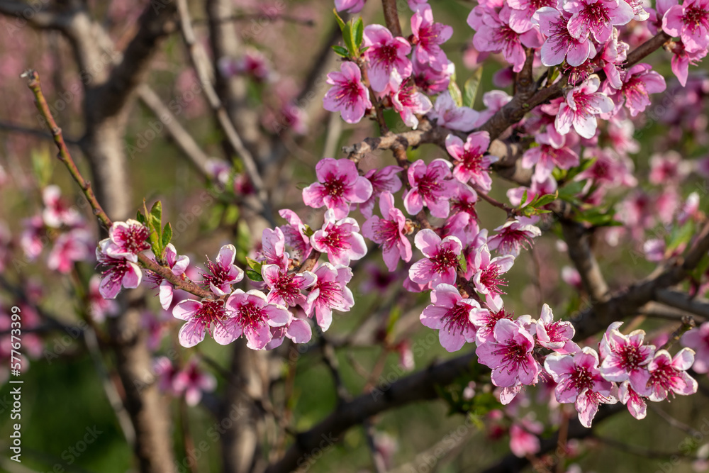 Peach branch densely covered with bright pink flowers Peach branch densely covered with bright pink flowers